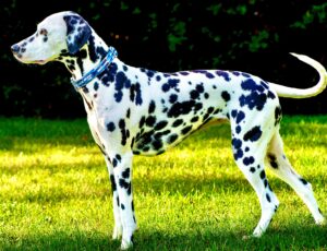 Riley the Dalmatian side profile (left)