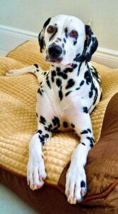 Riley the Dalmatian sitting on yellow bed