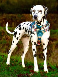 Riley the Dalmatian standing pretty