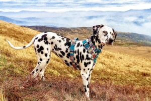 Riley the Dalmatian side profile with landscape