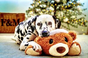 Riley the Dalmatian laying down with stuffed bear