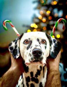 Riley the Dalmatian at christmas