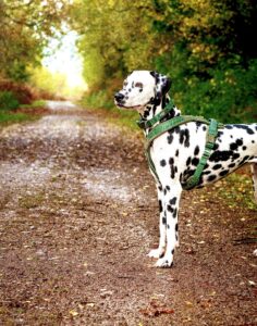 Riley the Dalmatian side profile in nature