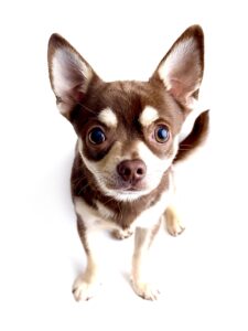 Wellington the Chihuahua  close up