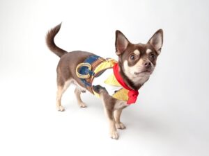 Brown and white chihuahua wearing cowboy costume