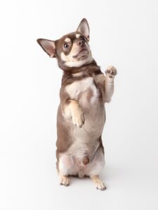 Brown and white chihuahua sitting with his paws up