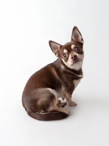 Brown and white chihuahua curled up sitting