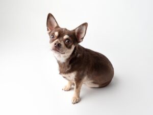 Brown and white chihuahua sitting for his photo