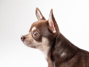 Brown and white chihuahua close up side profile