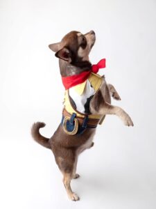 Brown and white chihuahua standing on his hind legs in a cowboy costume