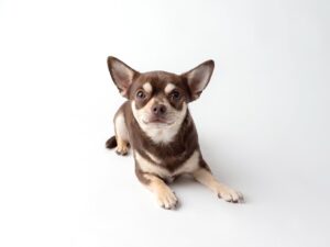 Brown and white chihuahua laying down looking into the camera