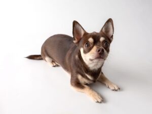 Brown and white chihuahua laying fown looking up