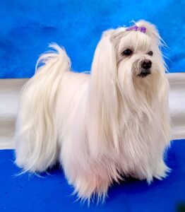 Arri-Elle the Maltese standing on blue carpet