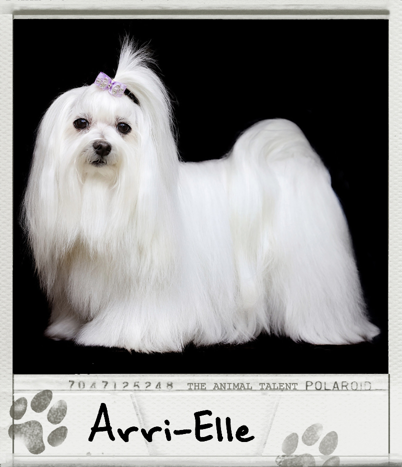 Arri-Elle the Maltese Polaroid