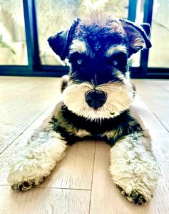 Baxter the Mini Schnauzer laying down
