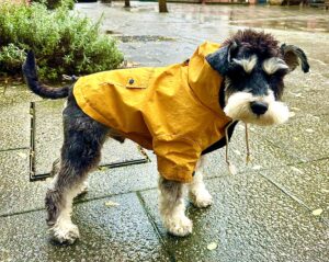 Baxter the Mini Schnauzer with a yellow raincoat