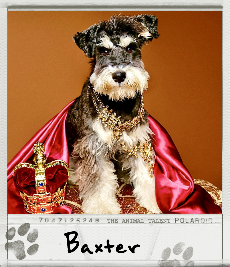 Baxter the Mini Schnauzer Polaroid