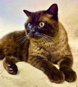 Bear the British Shorthair laying down