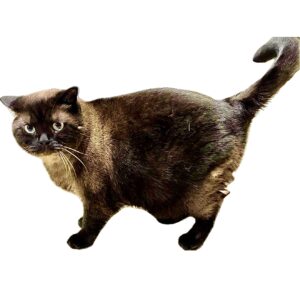 Bear the British Shorthair side profile (left)