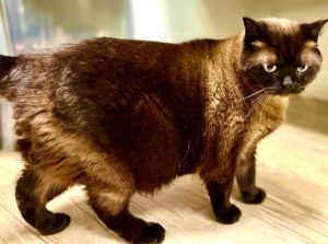 Bear the British Shorthair side profile (right)