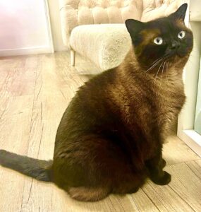 Bear the British Shorthair sitting