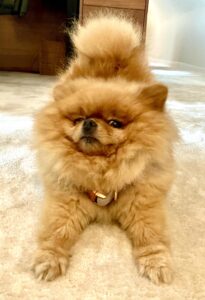 Bria the Teacup Pomeranian laying on carpet