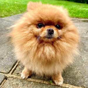 Bria the Teacup Pomeranian close up