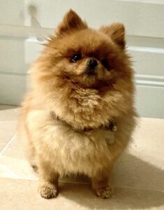 Bria the Teacup Pomeranian sitting down