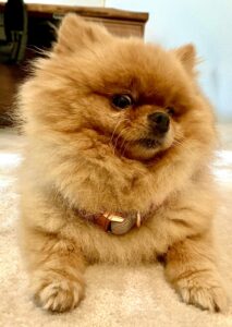 Bria the Teacup Pomeranian laying down close up