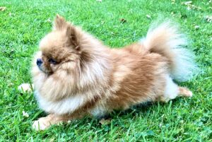Bria the Teacup Pomeranian laying side profile (left)