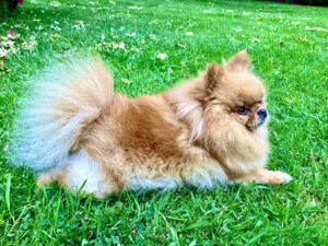 Bria the Teacup Pomeranian laying side profile (right)