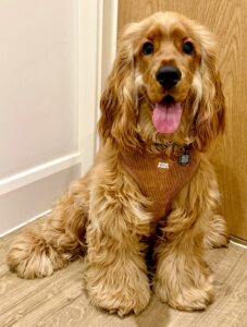 Clifford the Cocker Spaniel with brown harness
