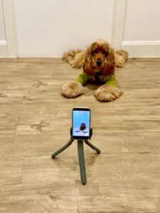 Clifford the Cocker Spaniel laying down by camera
