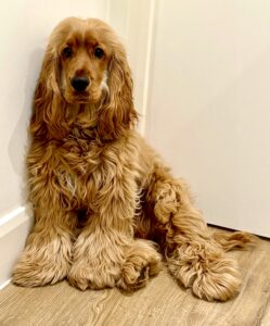 Clifford the Cocker Spaniel sitting 