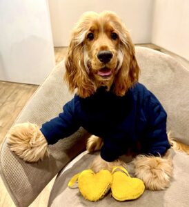 Clifford the Cocker Spaniel in blue jumper
