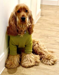 Clifford the Cocker Spaniel with green jumper