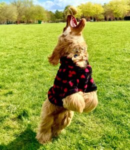 Clifford the Cocker Spaniel jumping