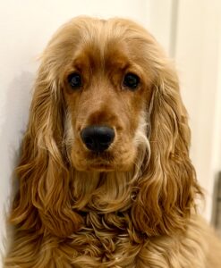 Clifford the Cocker Spaniel close up