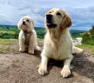Dougie the Coton De Tulear with dog friend