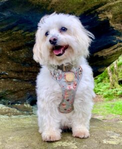 Dougie the Coton De Tulear looking happy with harness