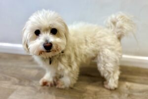 Dougie the Coton De Tulear side profile (left)