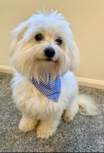 Dougie the Coton De Tulear with blue bandana