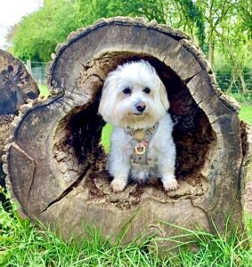 Dougie the Coton De Tulear sitting in tree trunk