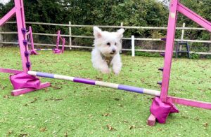 Dougie the Coton De Tulear jumping over agility pole