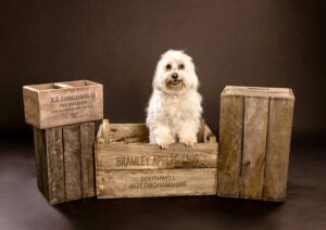 Dougie the Coton De Tulear sitting on wooden crates