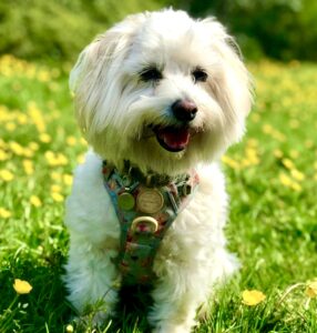 Dougie the Coton De Tulear sitting in grass fields