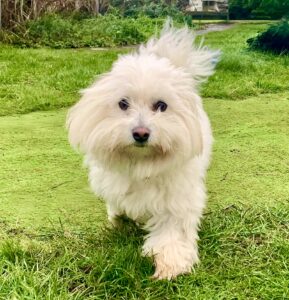 Dougie the Coton De Tulear walking towards camera