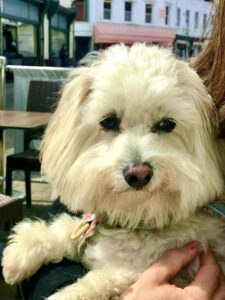 Dougie the Coton De Tulear close up