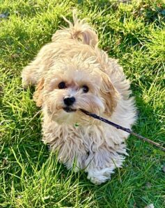 Milo the Maltipoo with stick in mouth