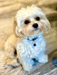Milo the Maltipoo head tilt